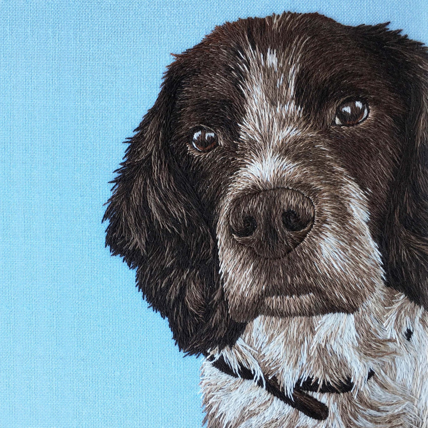 Pet Portraits