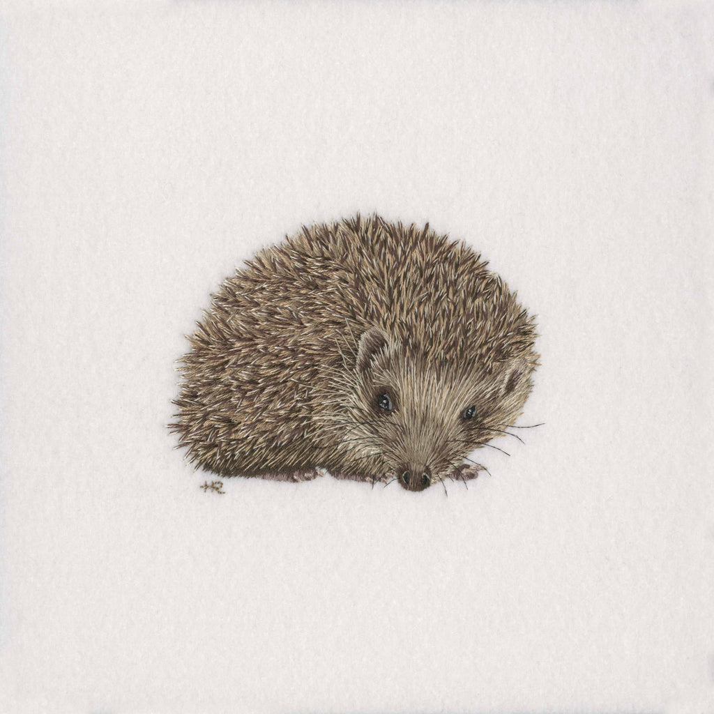 Hedgehog Prints and Cards