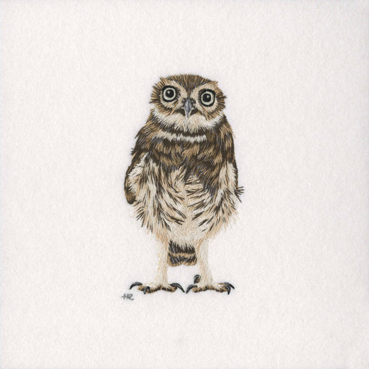Little Owl Prints and Cards