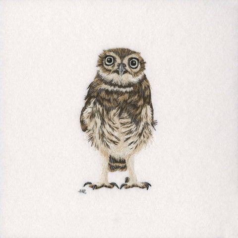 Little Owl Prints and Cards