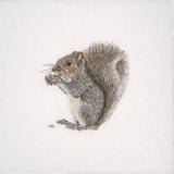 Grey Squirrel Prints and Cards