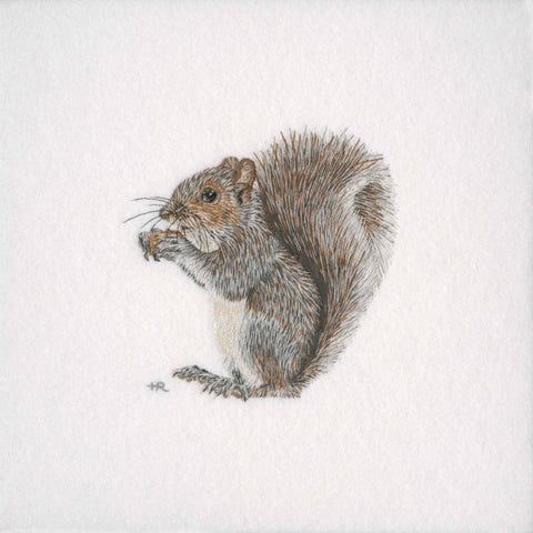 Grey Squirrel Prints and Cards