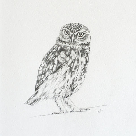 Little Owl Pencil Sketch
