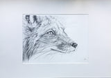 Fox Pencil Sketch