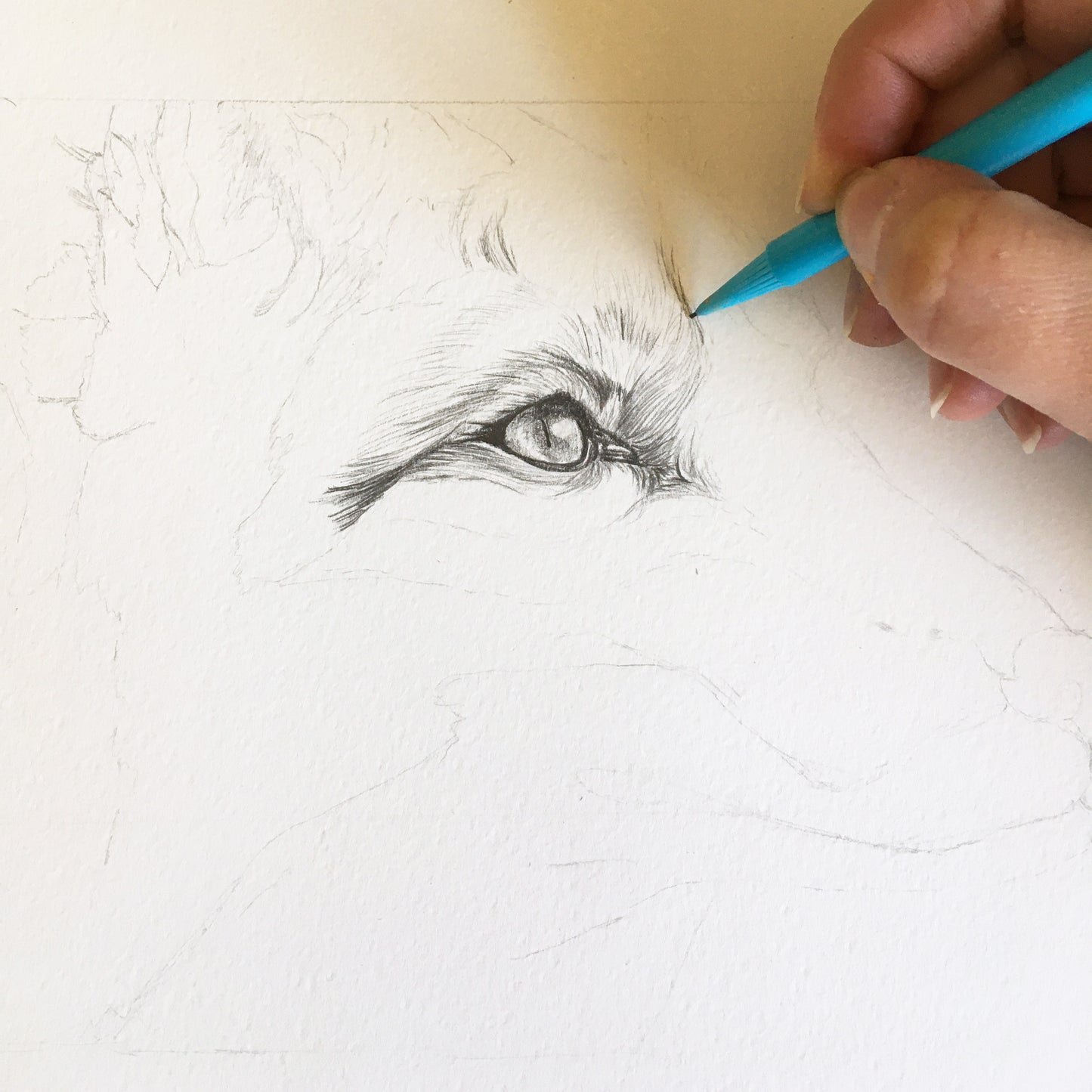 Fox Pencil Sketch