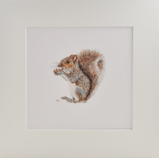 Grey Squirrel Prints and Cards